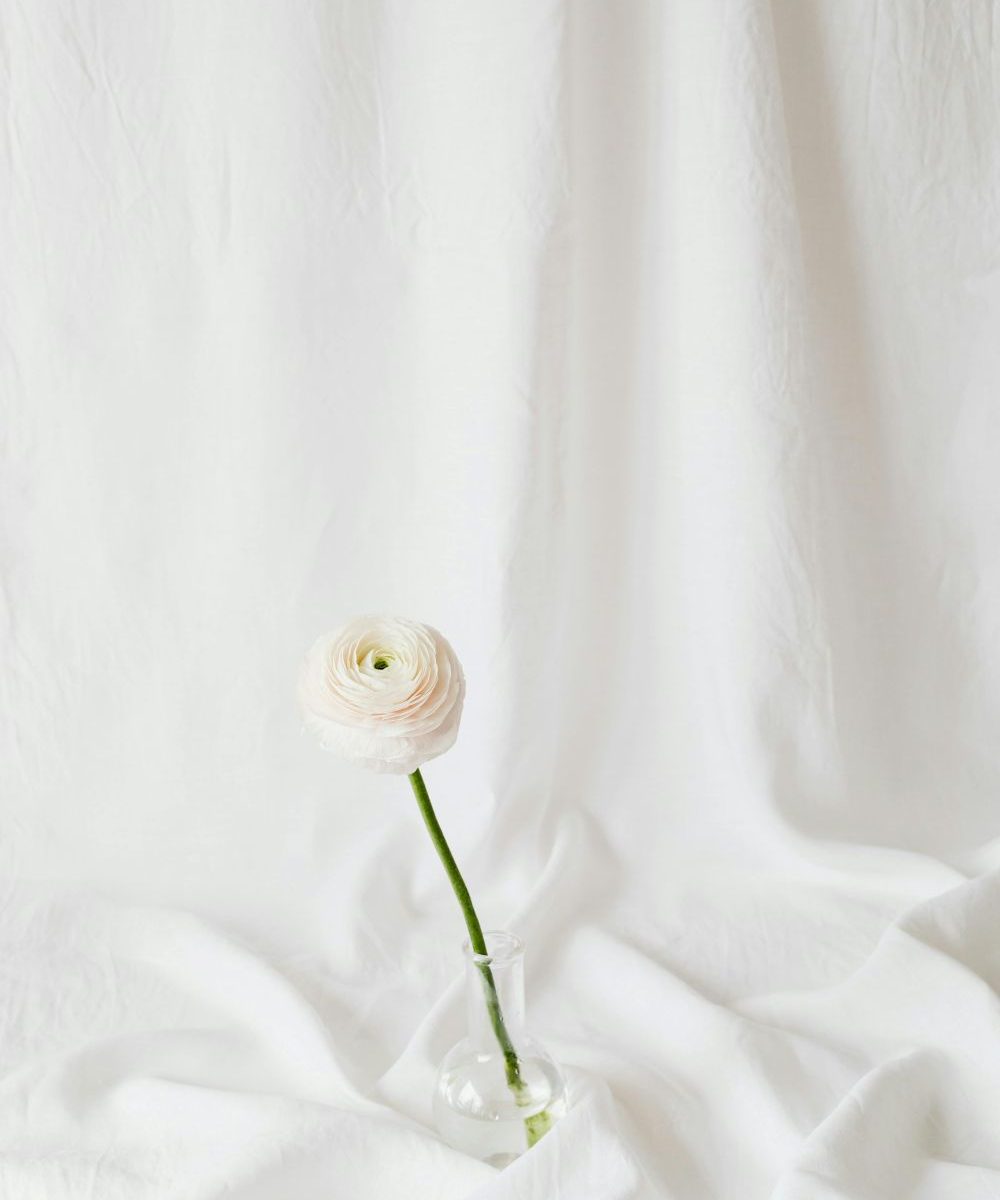 fleur blanche